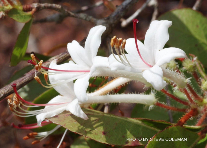 - Rhododendron viscosum v. serrulatum Native Hammocksweet Azalea - Mr Maple │ Buy Japanese Maple Trees