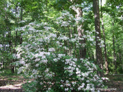 - Rhododendron viscosum v. serrulatum Native Hammocksweet Azalea - Mr Maple │ Buy Japanese Maple Trees