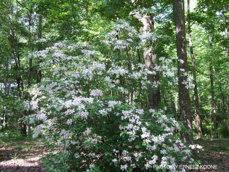 - Rhododendron viscosum v. serrulatum Native Hammocksweet Azalea - Mr Maple │ Buy Japanese Maple Trees