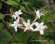 - Rhododendron viscosum v. serrulatum Native Hammocksweet Azalea - Mr Maple │ Buy Japanese Maple Trees