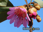 - Rhodoleia henryi 'Scarlet Bells' Hardy Hong Kong Rose Tree - Mr Maple │ Buy Japanese Maple Trees