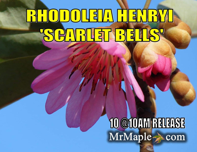 - Rhodoleia henryi 'Scarlet Bells' Hardy Hong Kong Rose Tree - Mr Maple │ Buy Japanese Maple Trees