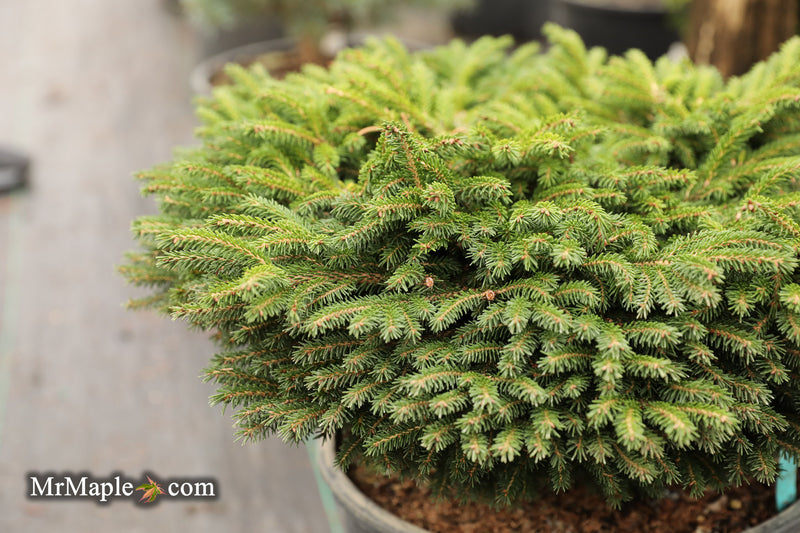 Picea orientalis 'Riptide' Oriental Spruce