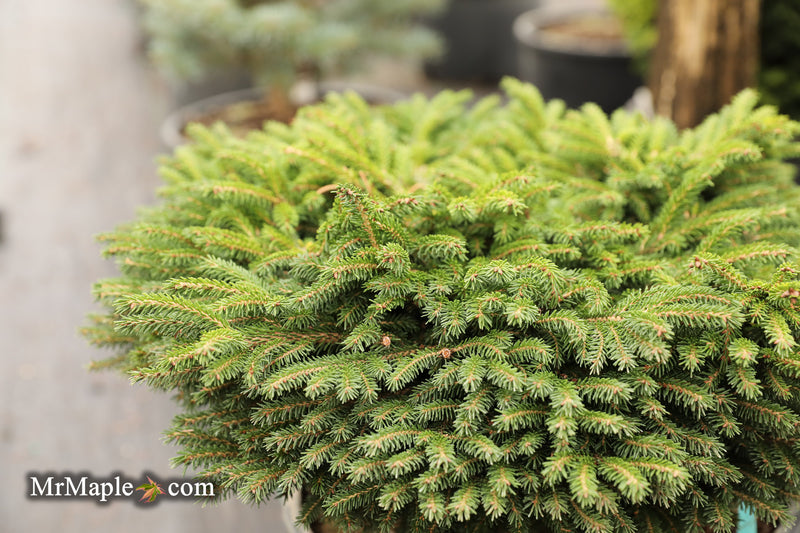 Picea orientalis 'Riptide' Oriental Spruce