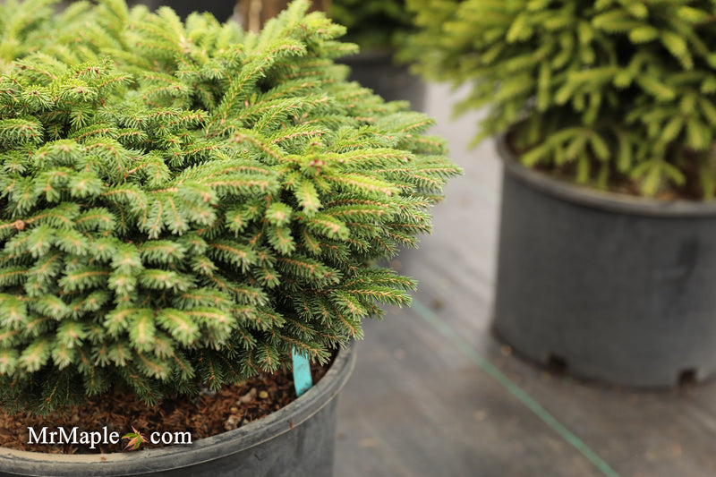 Picea orientalis 'Riptide' Oriental Spruce