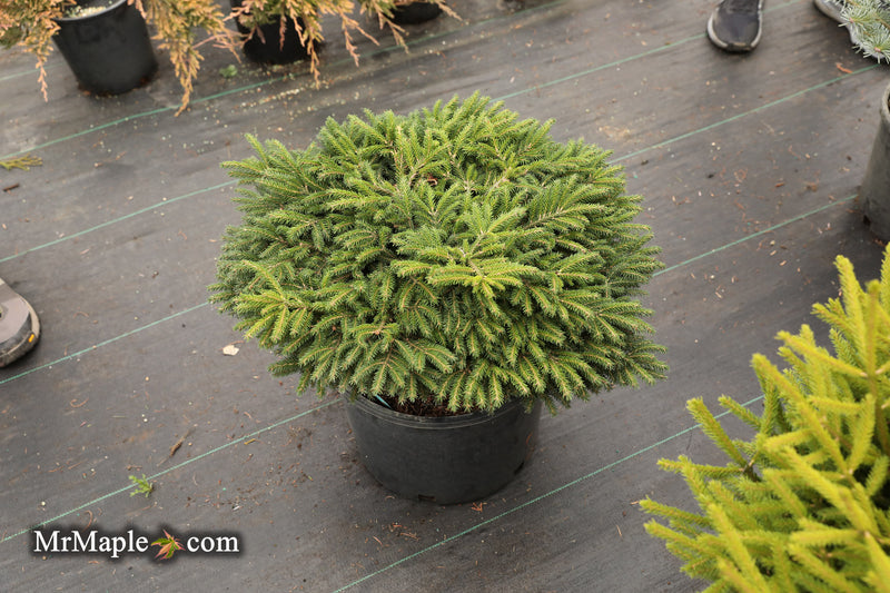 Picea orientalis 'Riptide' Oriental Spruce