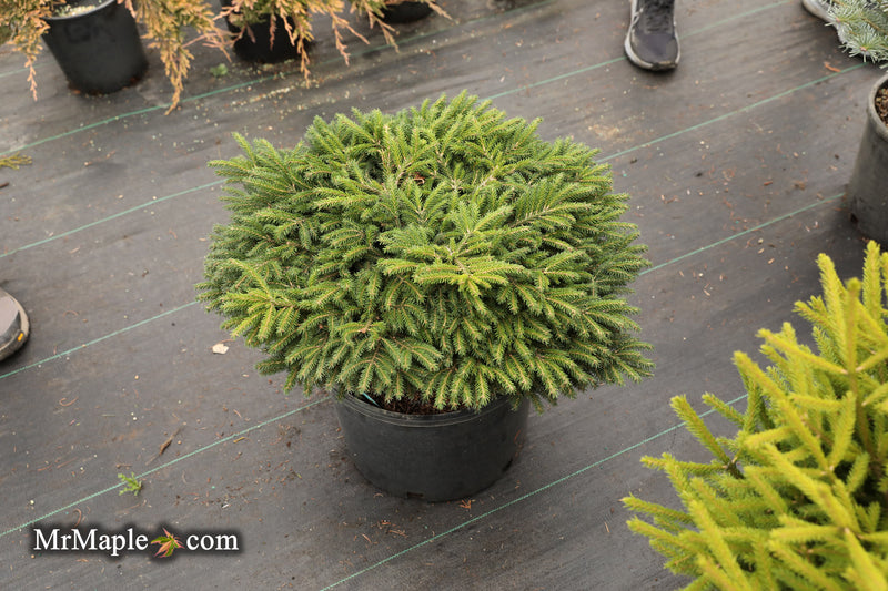 Picea orientalis 'Riptide' Oriental Spruce