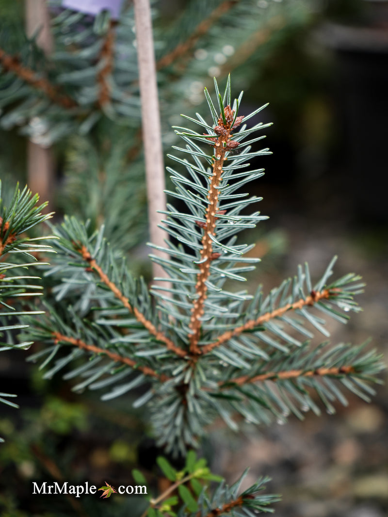 Picea omorika 'Riverside' Serbian Spruce