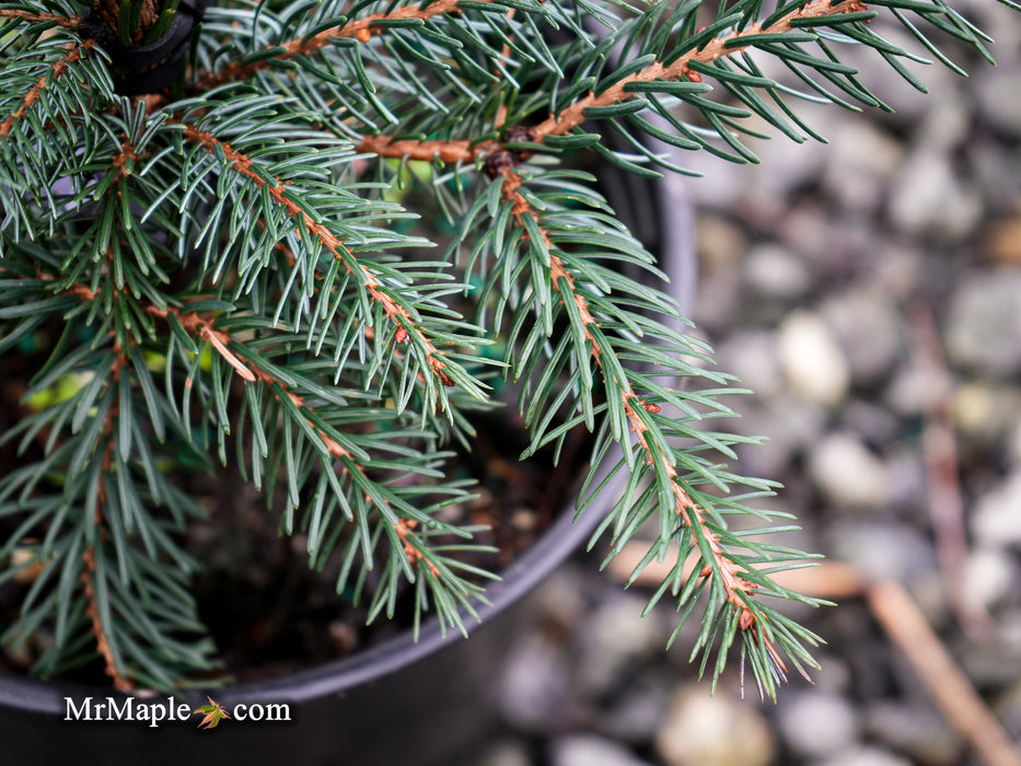 Picea omorika 'Riverside' Serbian Spruce