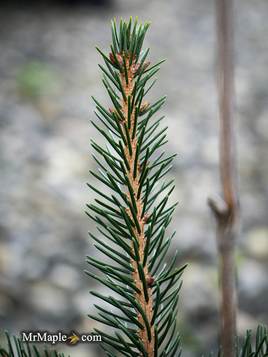 Picea omorika 'Riverside' Serbian Spruce