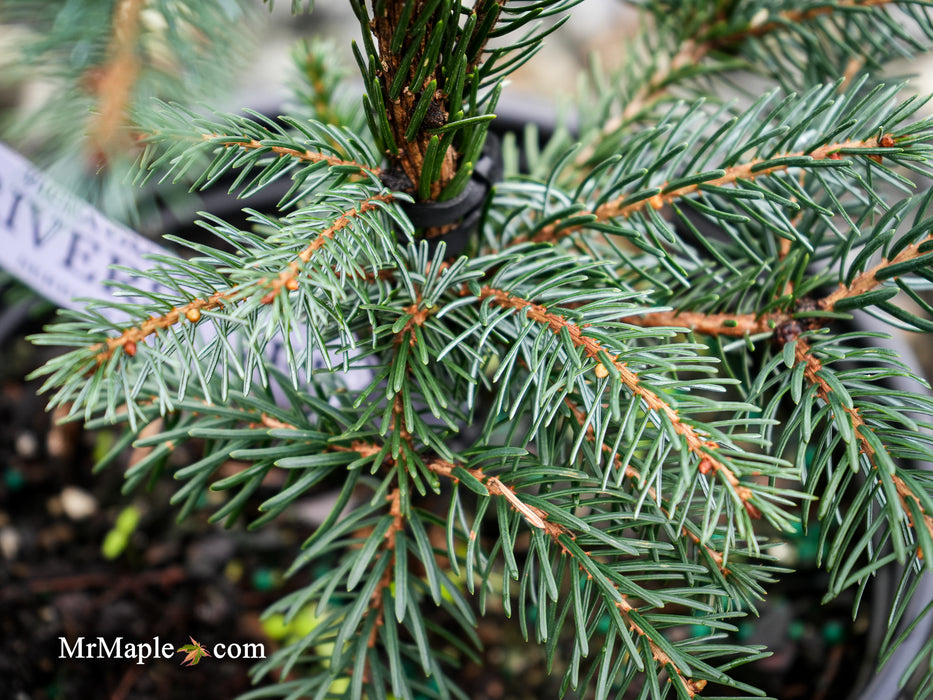 Picea omorika 'Riverside' Serbian Spruce