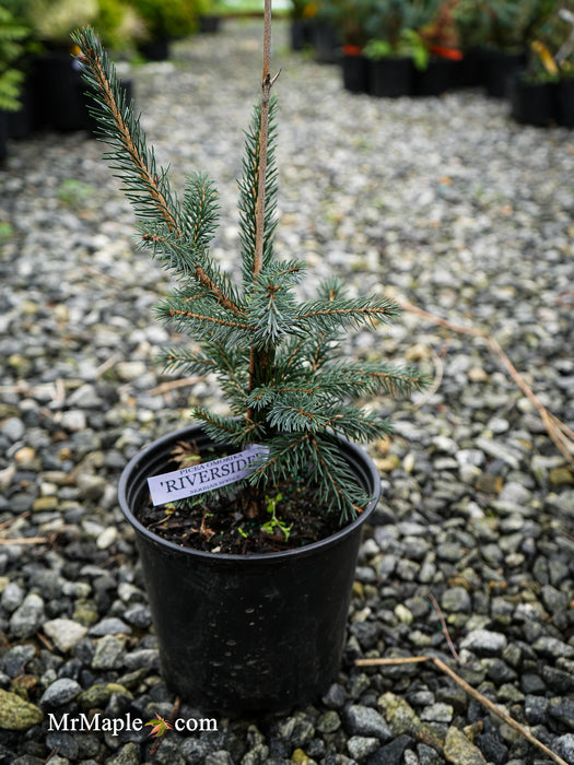 Picea omorika 'Riverside' Serbian Spruce