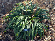 - Rohdea japonica 'Galle' Narrow Leaf Omoto Sacred Lily - Mr Maple │ Buy Japanese Maple Trees