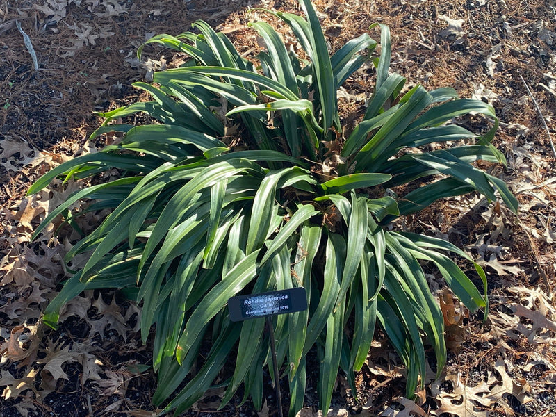 - Rohdea japonica 'Galle' Narrow Leaf Omoto Sacred Lily - Mr Maple │ Buy Japanese Maple Trees