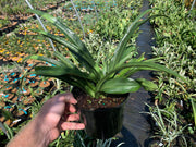 - Rohdea japonica 'Galle' Narrow Leaf Omoto Sacred Lily - Mr Maple │ Buy Japanese Maple Trees