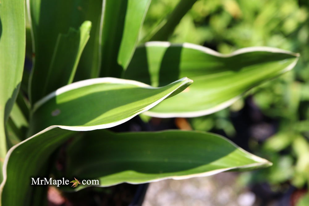 Buy Rohdea japonica 'Miyako no jo' Sacred Lily — Mr Maple │ Buy Japanese  Maple Trees