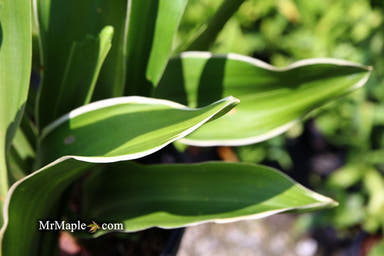 - Rohdea japonica 'Miyako no jo' Omoto Sacred Lily - Mr Maple │ Buy Japanese Maple Trees