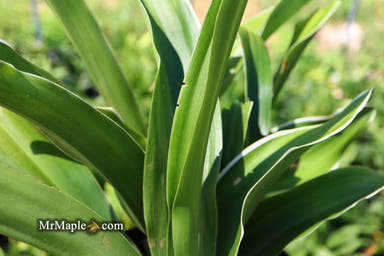- Rohdea japonica 'Miyako no jo' Omoto Sacred Lily - Mr Maple │ Buy Japanese Maple Trees