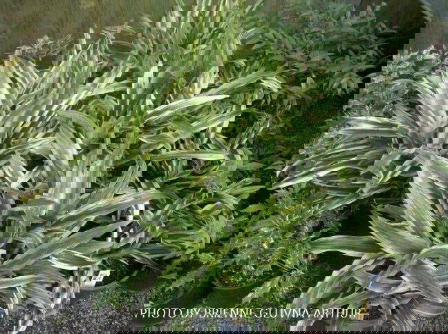 - Rohdea japonica 'Mure suzume' Variegated Omoto Sacred Lily - Mr Maple │ Buy Japanese Maple Trees