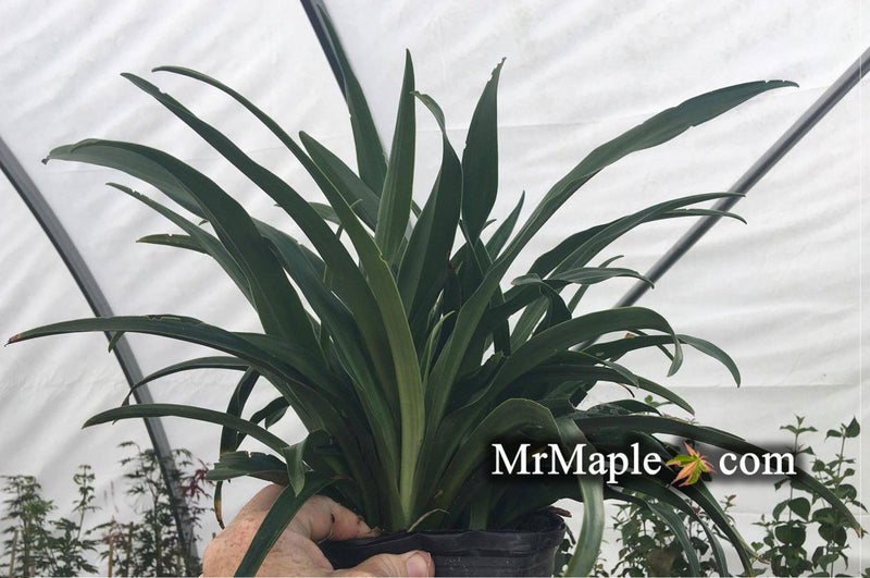 - Rohdea japonica Omoto Sacred Lily - Mr Maple │ Buy Japanese Maple Trees