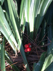 - Rohdea japonica Omoto Sacred Lily - Mr Maple │ Buy Japanese Maple Trees