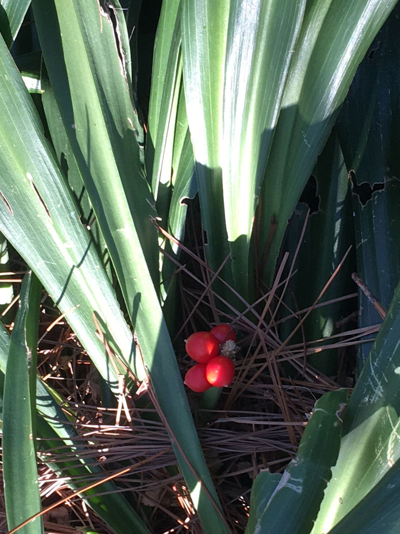 - Rohdea japonica Omoto Sacred Lily - Mr Maple │ Buy Japanese Maple Trees
