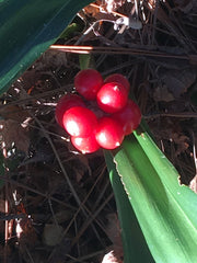 - Rohdea japonica Omoto Sacred Lily - Mr Maple │ Buy Japanese Maple Trees