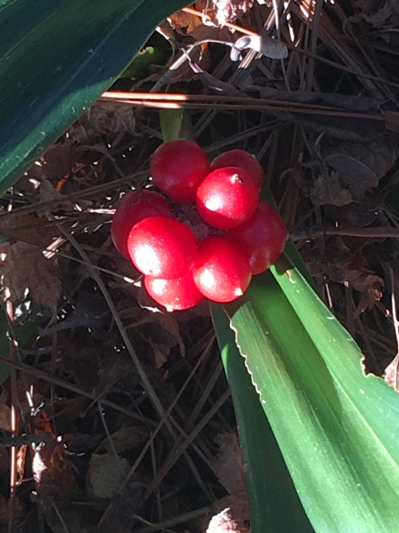 - Rohdea japonica Omoto Sacred Lily - Mr Maple │ Buy Japanese Maple Trees