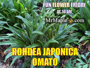 - Rohdea japonica Omoto Sacred Lily - Mr Maple │ Buy Japanese Maple Trees