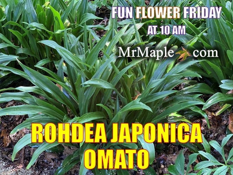 - Rohdea japonica Omoto Sacred Lily - Mr Maple │ Buy Japanese Maple Trees