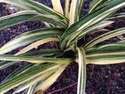 - Rohdea japonica 'Piccadilly Pace' Variegated Omoto Sacred Lily - Mr Maple │ Buy Japanese Maple Trees