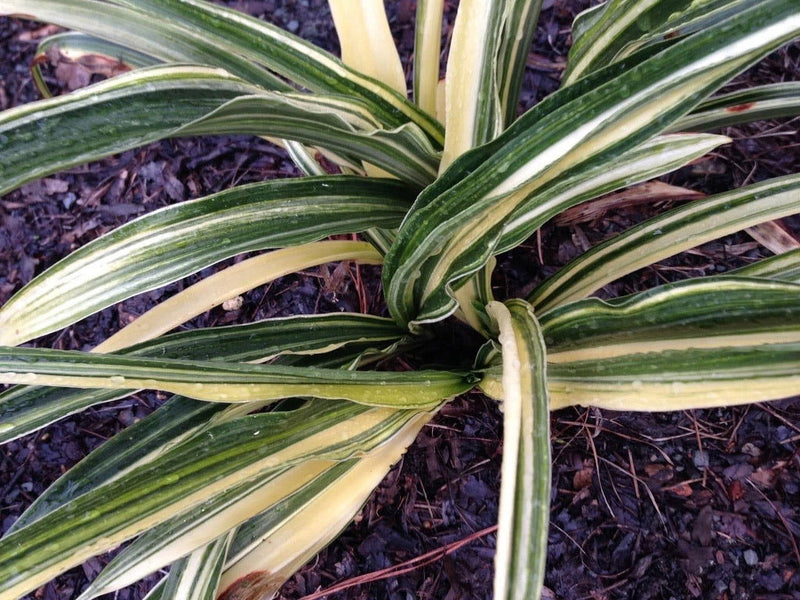 - Rohdea japonica 'Piccadilly Pace' Variegated Omoto Sacred Lily - Mr Maple │ Buy Japanese Maple Trees