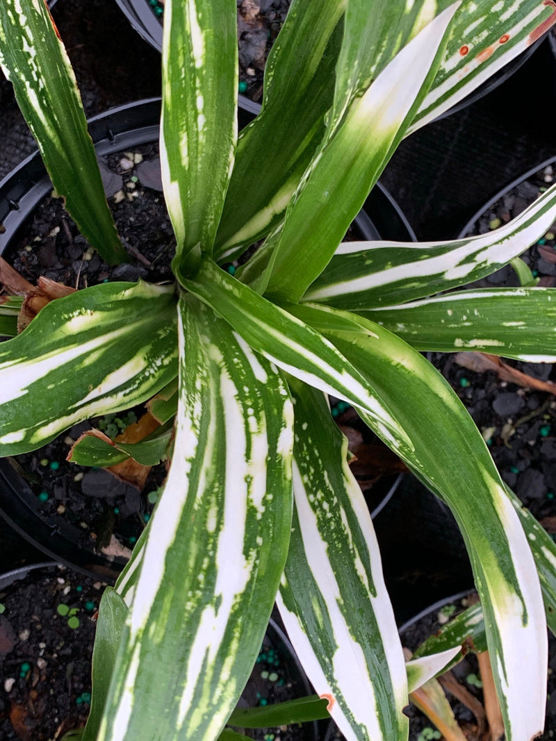 - Rohdea japonica 'Shiro botan' Variegated Omoto Sacred Lily - Mr Maple │ Buy Japanese Maple Trees