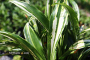 - Rohdea japonica 'Shiro botan' Variegated Omoto Sacred Lily - Mr Maple │ Buy Japanese Maple Trees