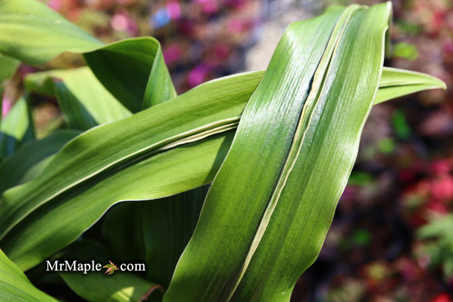 nandina gulfstream plant NANDINA DOMESTICA, GULFSTREAM – Garden Shack Farm main image 0