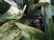 - Rohdea japonica 'Washit aka kuma' Variegated Omoto Sacred Lily - Mr Maple │ Buy Japanese Maple Trees