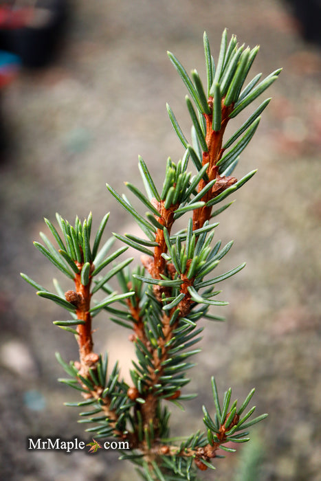 Picea Abies 'Rubra Spicata' Rare Red-Tipped Norway Spruce