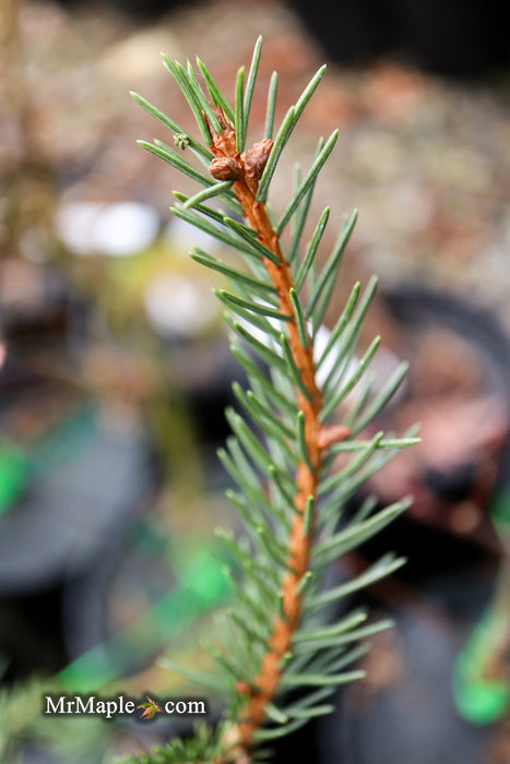 Picea Abies 'Rubra Spicata' Rare Red-Tipped Norway Spruce
