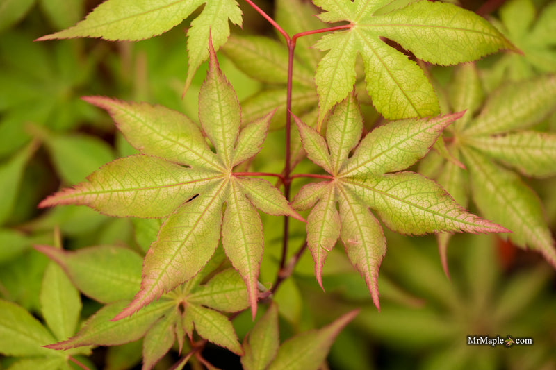Acer palmatum 'Ruby de Sofia’ Japanese Maple