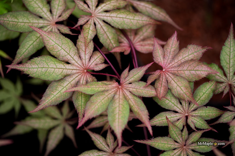Acer palmatum 'Ruby de Sofia’ Japanese Maple