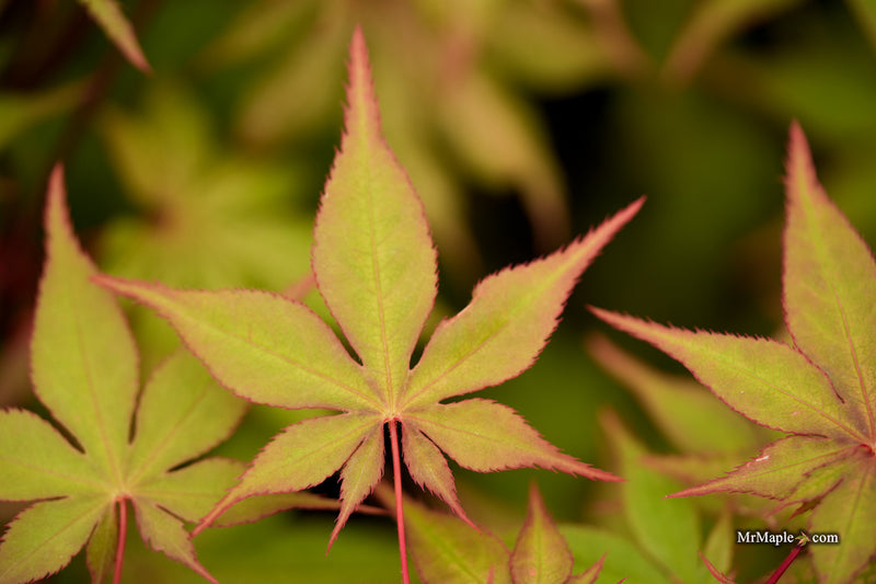 Acer palmatum 'Ruby de Sofia’ Japanese Maple
