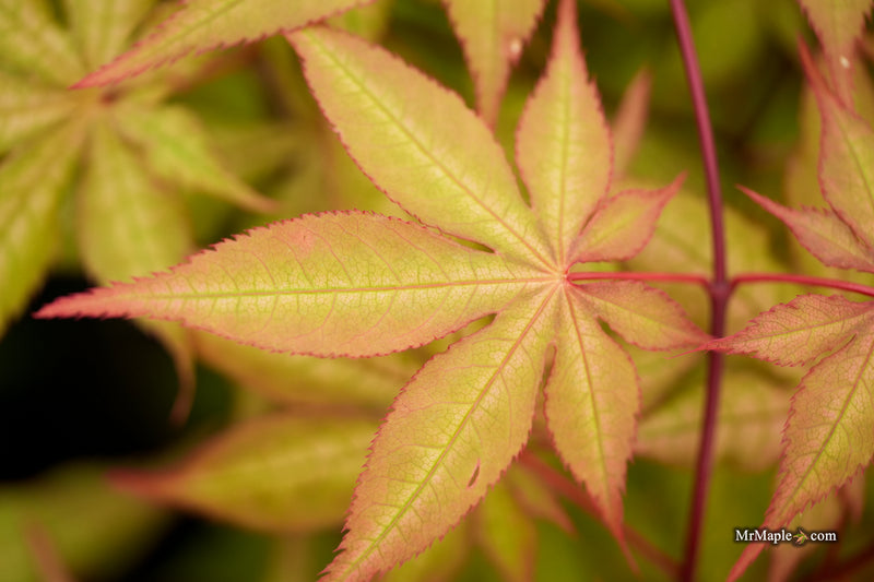 Acer palmatum 'Ruby de Sofia’ Japanese Maple
