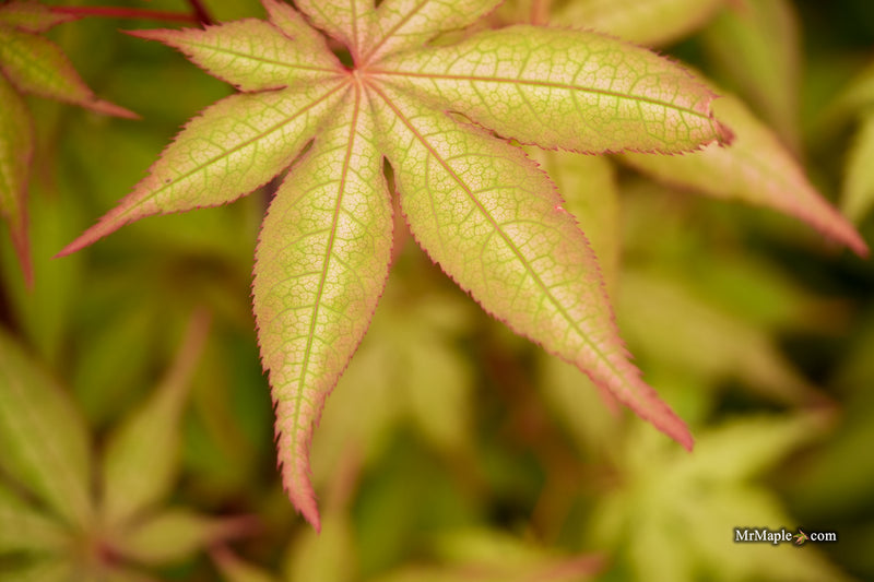 Acer palmatum 'Ruby de Sofia’ Japanese Maple