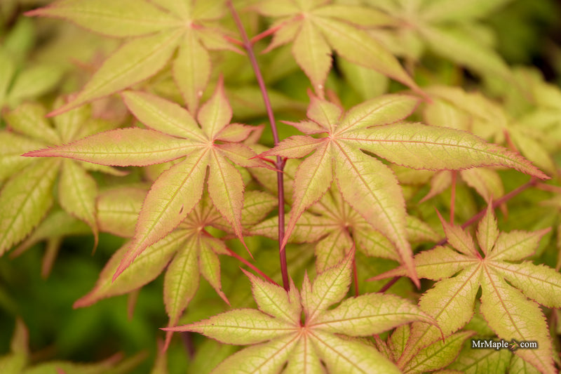 Acer palmatum 'Ruby de Sofia’ Japanese Maple