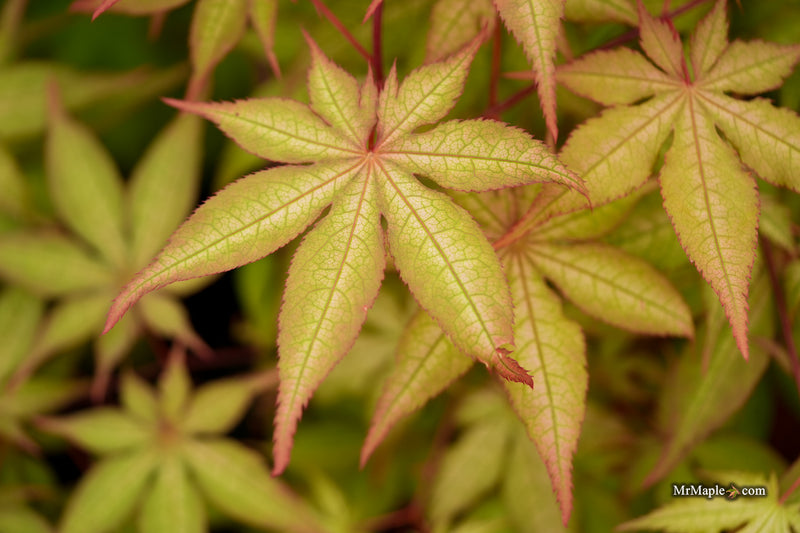 Acer palmatum 'Ruby de Sofia’ Japanese Maple