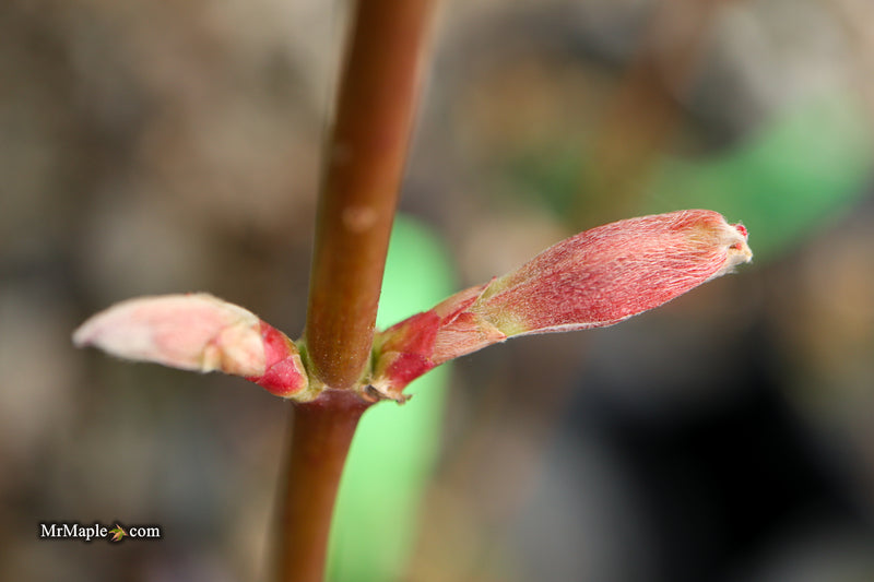 Acer palmatum 'Beni hoshi' Ruby Stars Japanese Maple