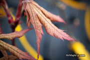- Acer palmatum 'Ruby de Sofia’ Japanese Maple - Mr Maple │ Buy Japanese Maple Trees
