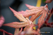 - Acer palmatum 'Ruby de Sofia’ Japanese Maple - Mr Maple │ Buy Japanese Maple Trees