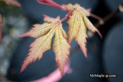 - Acer palmatum 'Ruby de Sofia’ Japanese Maple - Mr Maple │ Buy Japanese Maple Trees