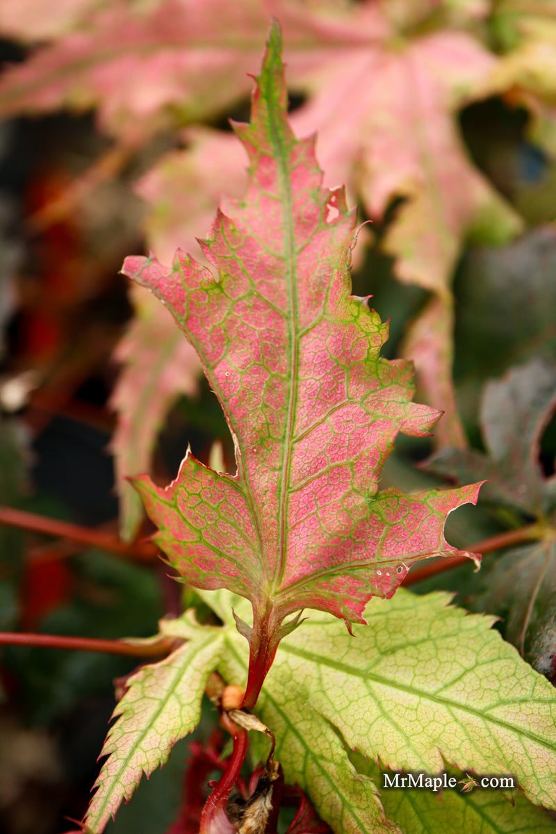 Acer palmatum 'Ruby de Sofia’ Japanese Maple